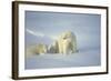 Polar Bears-null-Framed Photographic Print