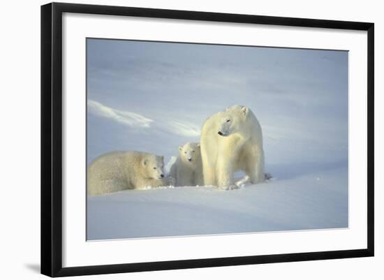 Polar Bears-null-Framed Photographic Print