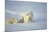 Polar Bears-null-Mounted Photographic Print