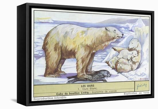 Polar Bears-null-Framed Stretched Canvas