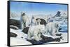 Polar Bears-Tim Knepp-Framed Stretched Canvas