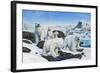 Polar Bears-Tim Knepp-Framed Giclee Print