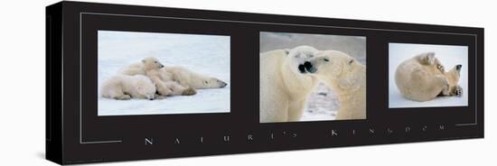 Polar Bears-unknown unknown-Stretched Canvas