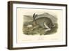 Polar Hare-John James Audubon-Framed Art Print