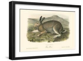 Polar Hare-John James Audubon-Framed Art Print