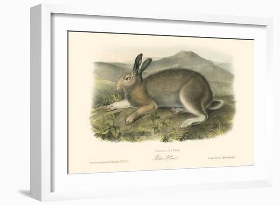 Polar Hare-John James Audubon-Framed Art Print