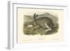 Polar Hare-John James Audubon-Framed Art Print