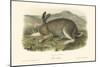 Polar Hare-John James Audubon-Mounted Art Print