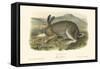 Polar Hare-John James Audubon-Framed Stretched Canvas