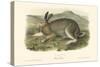 Polar Hare-John James Audubon-Stretched Canvas