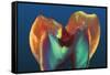 Polarised LM of a Molar Tooth Showing Decay-Volker Steger-Framed Stretched Canvas