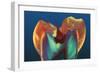 Polarised LM of a Molar Tooth Showing Decay-Volker Steger-Framed Photographic Print