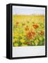 Polaroid of Field of Poppies and Yellow Wild Flowers, Near Fez, Morocco, North Africa, Africa-Lee Frost-Framed Stretched Canvas