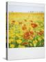 Polaroid of Field of Poppies and Yellow Wild Flowers, Near Fez, Morocco, North Africa, Africa-Lee Frost-Stretched Canvas