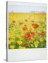 Polaroid of Field of Poppies and Yellow Wild Flowers, Near Fez, Morocco, North Africa, Africa-Lee Frost-Stretched Canvas