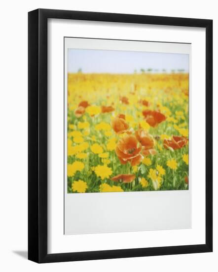 Polaroid of Field of Poppies and Yellow Wild Flowers, Near Fez, Morocco, North Africa, Africa-Lee Frost-Framed Photographic Print