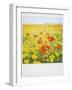 Polaroid of Field of Poppies and Yellow Wild Flowers, Near Fez, Morocco, North Africa, Africa-Lee Frost-Framed Photographic Print