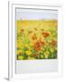 Polaroid of Field of Poppies and Yellow Wild Flowers, Near Fez, Morocco, North Africa, Africa-Lee Frost-Framed Photographic Print