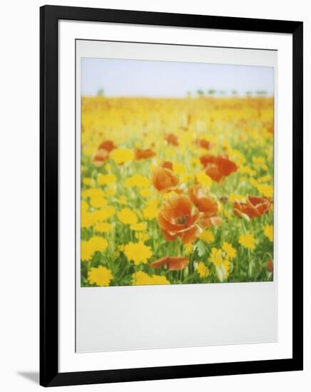 Polaroid of Field of Poppies and Yellow Wild Flowers, Near Fez, Morocco, North Africa, Africa-Lee Frost-Framed Photographic Print