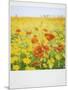 Polaroid of Field of Poppies and Yellow Wild Flowers, Near Fez, Morocco, North Africa, Africa-Lee Frost-Mounted Photographic Print