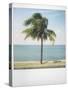 Polaroid of Single Palm Tree with Caribbean Sea in Background, Cienfuegos, Cuba, West Indies-Lee Frost-Stretched Canvas