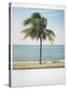 Polaroid of Single Palm Tree with Caribbean Sea in Background, Cienfuegos, Cuba, West Indies-Lee Frost-Stretched Canvas