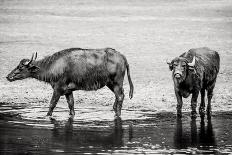 Bubalus Arnee Cattle in the Water-Polarpx-Photographic Print