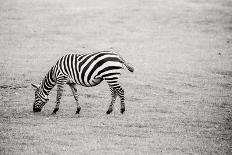 Zebra in Black and White-Polarpx-Photographic Print