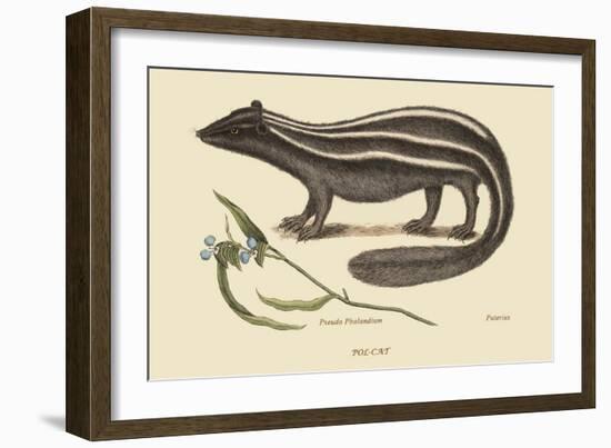 Polcat-Mark Catesby-Framed Art Print