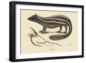 Polcat-Mark Catesby-Framed Art Print