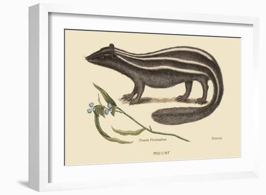 Polcat-Mark Catesby-Framed Art Print