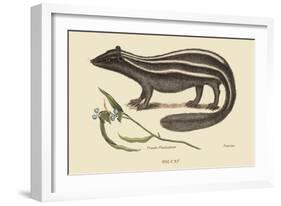 Polcat-Mark Catesby-Framed Art Print