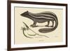 Polcat-Mark Catesby-Framed Premium Giclee Print