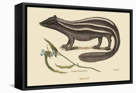 Polcat-Mark Catesby-Framed Stretched Canvas
