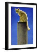 Pole Cat-Will Bullas-Framed Giclee Print