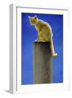 Pole Cat-Will Bullas-Framed Giclee Print