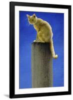 Pole Cat-Will Bullas-Framed Giclee Print