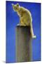 Pole Cat-Will Bullas-Mounted Giclee Print