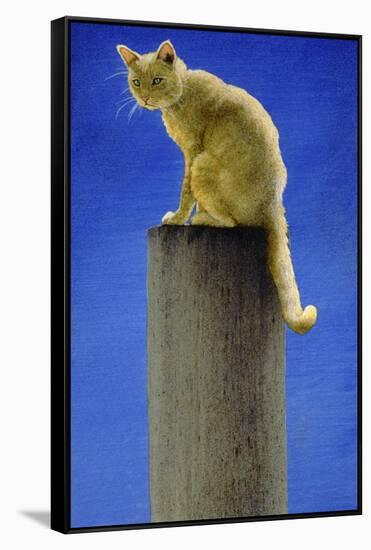 Pole Cat-Will Bullas-Framed Stretched Canvas