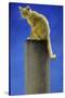 Pole Cat-Will Bullas-Stretched Canvas