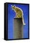 Pole Cat-Will Bullas-Framed Stretched Canvas