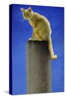 Pole Cat-Will Bullas-Stretched Canvas