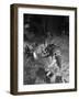 Pole Magnet Casting from Above, Edgar Allens Steel Foundry, Sheffield, South Yorkshire, 1963-Michael Walters-Framed Photographic Print