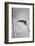 Pole Vaulter Don Bragg Setting World Pole Vault Record-Grey Villet-Framed Photographic Print