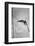 Pole Vaulter Don Bragg Setting World Pole Vault Record-Grey Villet-Framed Photographic Print