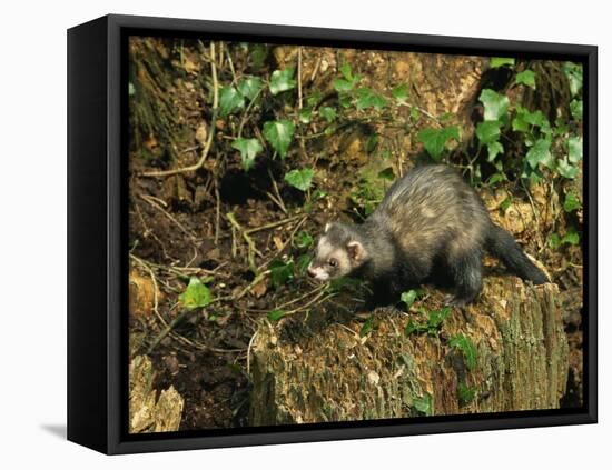 Polecat Ferret, Warwickshire, England, United Kingdom, Europe-Rainford Roy-Framed Stretched Canvas