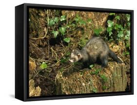 Polecat Ferret, Warwickshire, England, United Kingdom, Europe-Rainford Roy-Framed Stretched Canvas