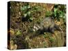 Polecat Ferret, Warwickshire, England, United Kingdom, Europe-Rainford Roy-Stretched Canvas