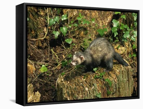 Polecat Ferret, Warwickshire, England, United Kingdom, Europe-Rainford Roy-Framed Stretched Canvas