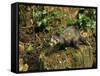 Polecat Ferret, Warwickshire, England, United Kingdom, Europe-Rainford Roy-Framed Stretched Canvas